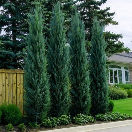 Ienupar Blue Arrow - coloana