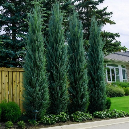 Ienupar Blue Arrow - coloana - Conifere - AgroDenmar.ro