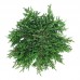 Ienupar Greenmantle - Conifere - AgroDenmar.ro