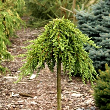 Ienupar Greenmantle - Conifere - AgroDenmar.ro
