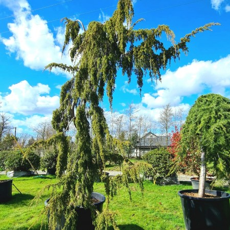 Ienupar Horstman - Conifere - AgroDenmar.ro