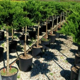 Ienupar sabina Tamariscifolia altoit pe picior