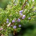 Ienupar tarator - Juniperus horizontalis Prince of Wales - Conifere - AgroDenmar.ro