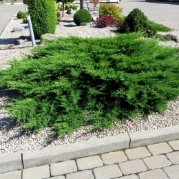 Ienupar tarator - Juniperus horizontalis Prince of Wales Ienupar tarator - Juniperus horizontalis Prince of Wales