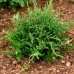 Ienupar tarator - Juniperus horizontalis Prince of Wales - Conifere - AgroDenmar.ro
