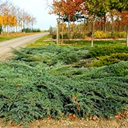 Ienupar tarator - Juniperus squamata Blue Carpet