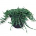 Ienupar Wiltonii 20 cm - Conifere - AgroDenmar.ro
