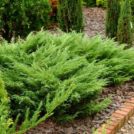 Ienupar sabina Tamariscifolia - Conifere - AgroDenmar.ro