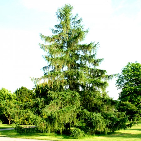 Larice - Larix Decidua - Conifere - AgroDenmar.ro