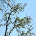 Larix kaempferi Diana - tulpina inalta altoit - Conifere - AgroDenmar.ro
