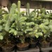 Molid argintiu Blue Diamond 20 - 40 cm - Conifere - AgroDenmar.ro