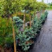 Molid argintiu Fat Albert - Conifere - AgroDenmar.ro