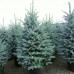 Molid argintiu Fat Albert 100 - 125 cm - Conifere - AgroDenmar.ro Molid argintiu Fat Albert 100 - 125 cm - Conifere - AgroDenmar.ro