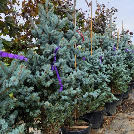 Molid argintiu Hoopsii 150 - 175 cm - Conifere - AgroDenmar.ro Molid argintiu Hoopsii 150 - 175 cm - Conifere - AgroDenmar.ro