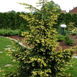 Molid auriu Picea orientalis Aureospicata