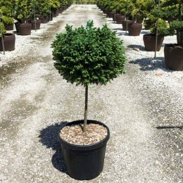 Picea omorika Nana Pa 40-60 cm