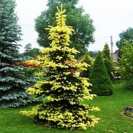 Picea pungens Maingold 120 - 140 cm - Conifere - AgroDenmar.ro