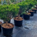Pinus densiflora Umbraculifera