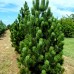 Pinus Heldreichii Satellit - Conifere - AgroDenmar.ro