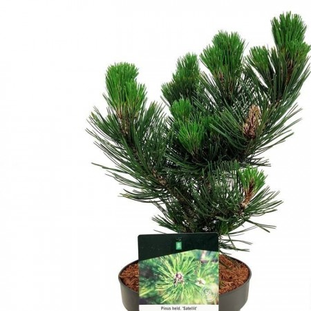 Pinus Heldreichii Satellit - Conifere - AgroDenmar.ro