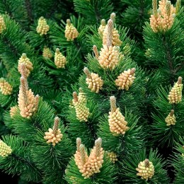 Pinus Mugo Gnom 100-120 cm - Conifere - AgroDenmar.ro