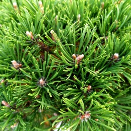 Pinus Mugo Litomysl