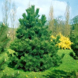 Pinus nigra nigra Pinus nigra nigra - Conifere - AgroDenmar.ro