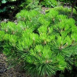 Pinus nigra Smaragd