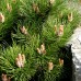 Pinus nigra Smaragd - Conifere - AgroDenmar.ro Pinus nigra Smaragd - Conifere - AgroDenmar.ro