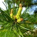 Pinus Pinea - tip copac - Conifere - AgroDenmar.ro