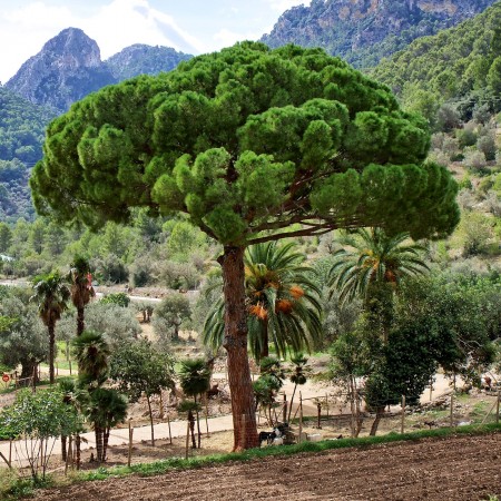 Pinus Pinea - tip copac - Conifere - AgroDenmar.ro