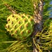 Pinus Pinea - tip copac - Conifere - AgroDenmar.ro