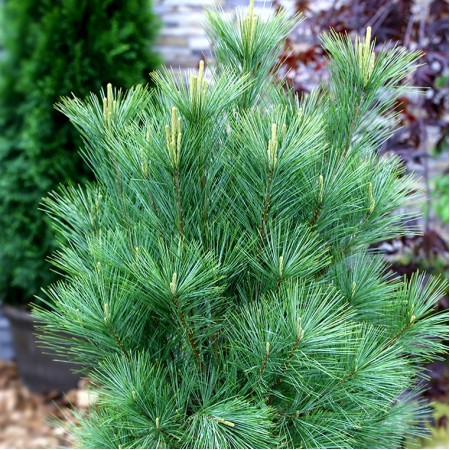 Pinus strobus Densa Hill - Conifere - AgroDenmar.ro Pinus strobus Densa Hill - Conifere - AgroDenmar.ro