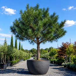 Pinus sylvestris 1/4 STD C55