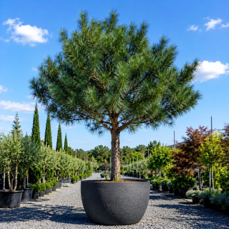 Pinus sylvestris 1/4 STD C55 - Conifere - AgroDenmar.ro Pinus sylvestris 1/4 STD C55 - Conifere - AgroDenmar.ro
