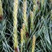 Pinus sylvestris Watereri 60 cm - Conifere - AgroDenmar.ro