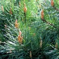 Pinus sylvestris Watereri 60 cm