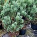 Pinus sylvestris Watereri 60 cm - Conifere - AgroDenmar.ro
