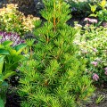 Pin umbrela japonez - Sciadopitys verticillata Green Diamond