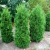 Thuja Occidentalis Columna 110 - 130 cm - Conifere - AgroDenmar.ro