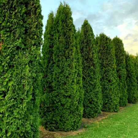 Thuja Occidentalis Columna 110 - 130 cm - Conifere - AgroDenmar.ro