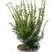 Tisa - Taxus baccata Best Hedge - Conifere - AgroDenmar.ro