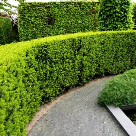 Tisa - Taxus baccata Best Hedge - Conifere - AgroDenmar.ro