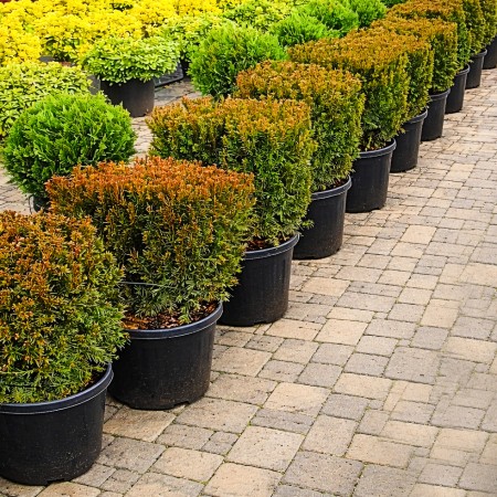 Tisa - Taxus media Groenland 40x40 cm Cub - Conifere - AgroDenmar.ro