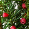 Tisa - Taxus media Hicksii 20 cm