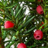 Tisa - Taxus media Hicksii 20 cm