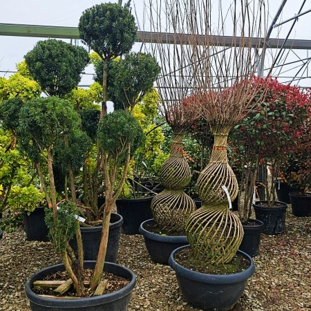 Tisa - Taxus media Hicksii Pom Pon - Conifere - AgroDenmar.ro