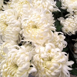 Crizantema floare mare - alba Crizantema floare mare - alba