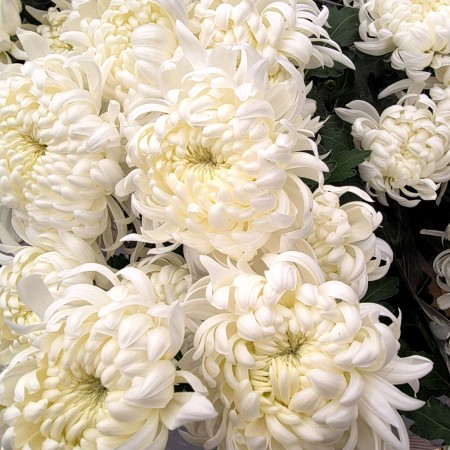 Crizantema floare mare - alba - Plante ornamentale - AgroDenmar.ro Crizantema floare mare - alba - Plante ornamentale - AgroDenmar.ro