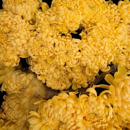 Crizantema floare mare - galben - Plante ornamentale - AgroDenmar.ro